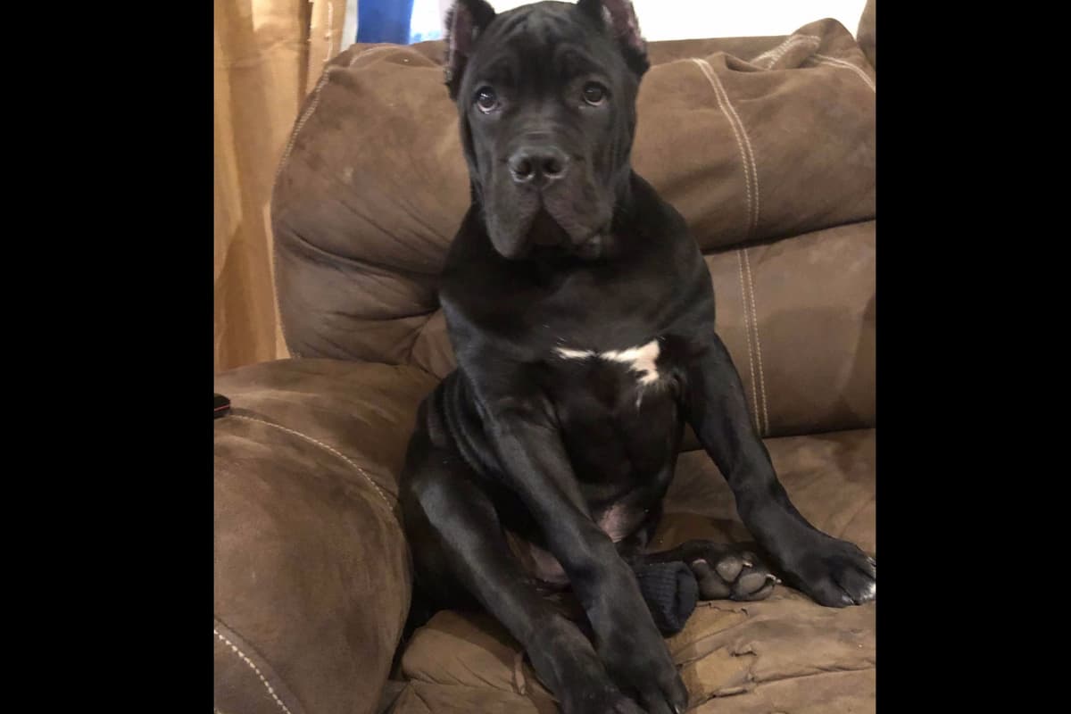 Huge Cane Corso pups breeder image 47