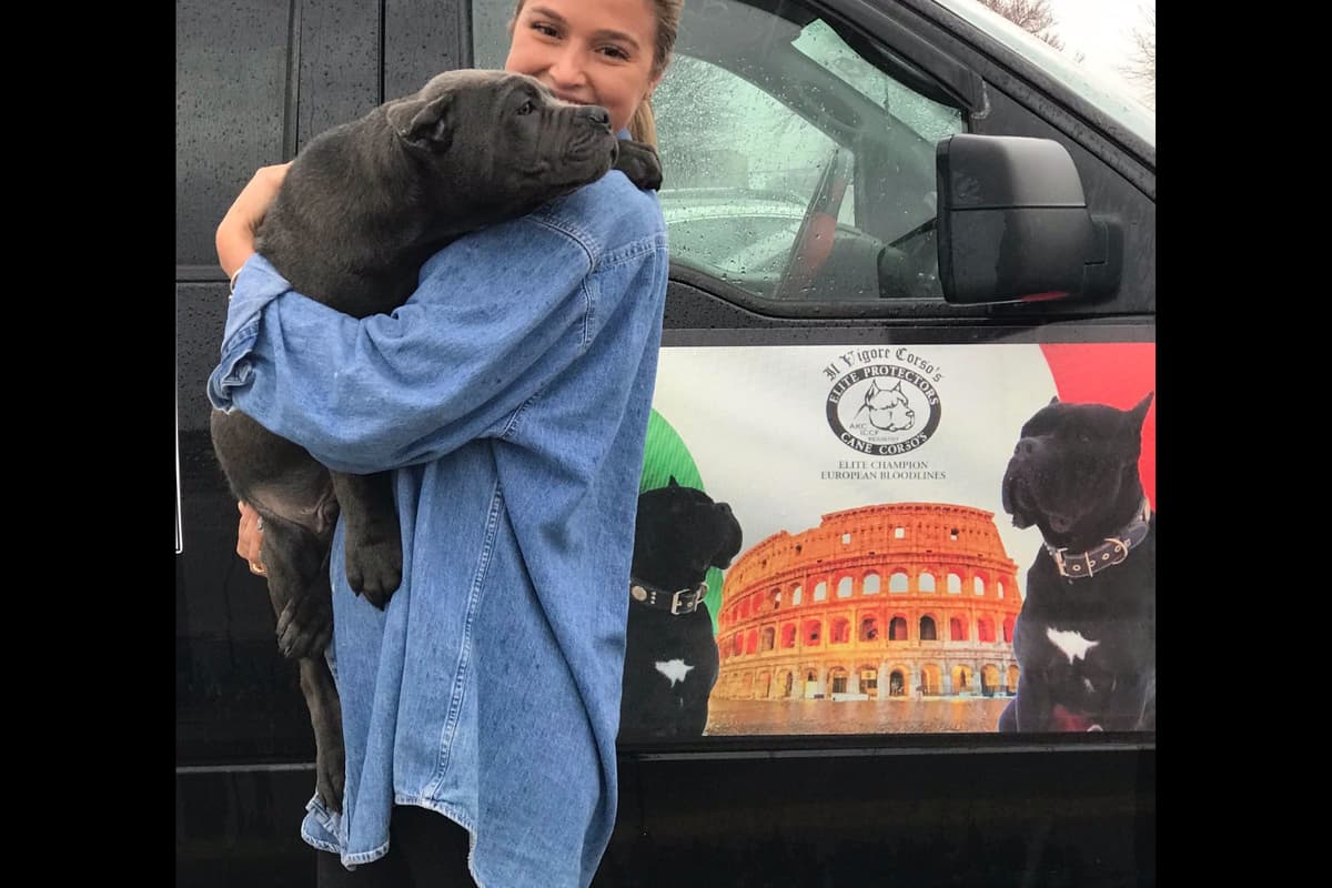 Huge Cane Corso pups breeder image 48