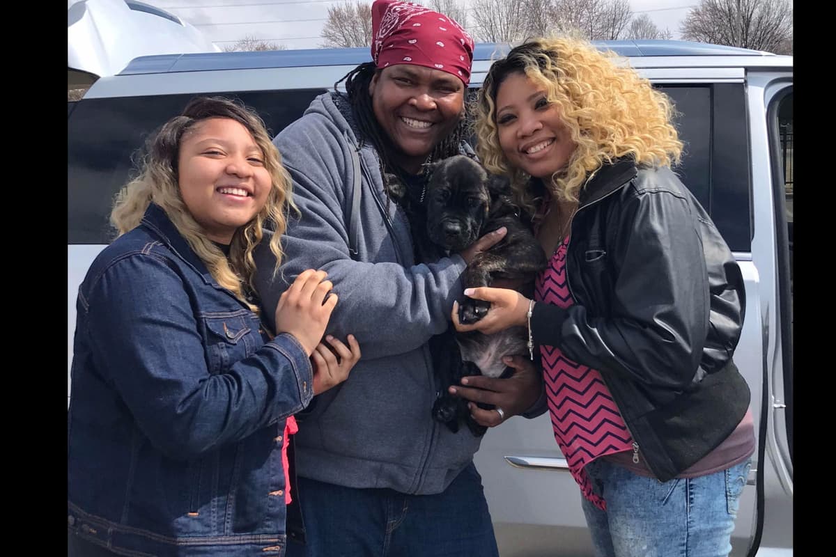 Huge Cane Corso pups breeder image 49