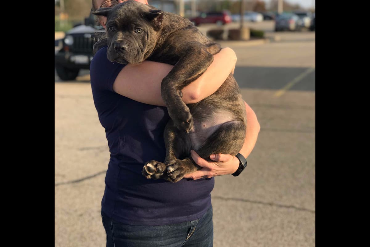 Huge Cane Corso pups breeder image 50