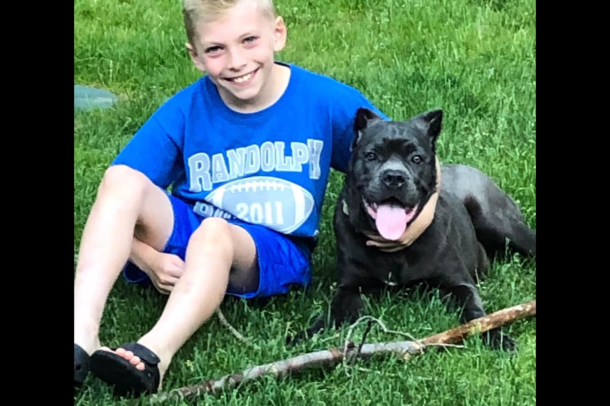 Huge Cane Corso pups breeder image 53