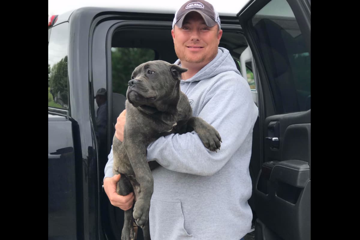 Huge Cane Corso pups breeder image 54