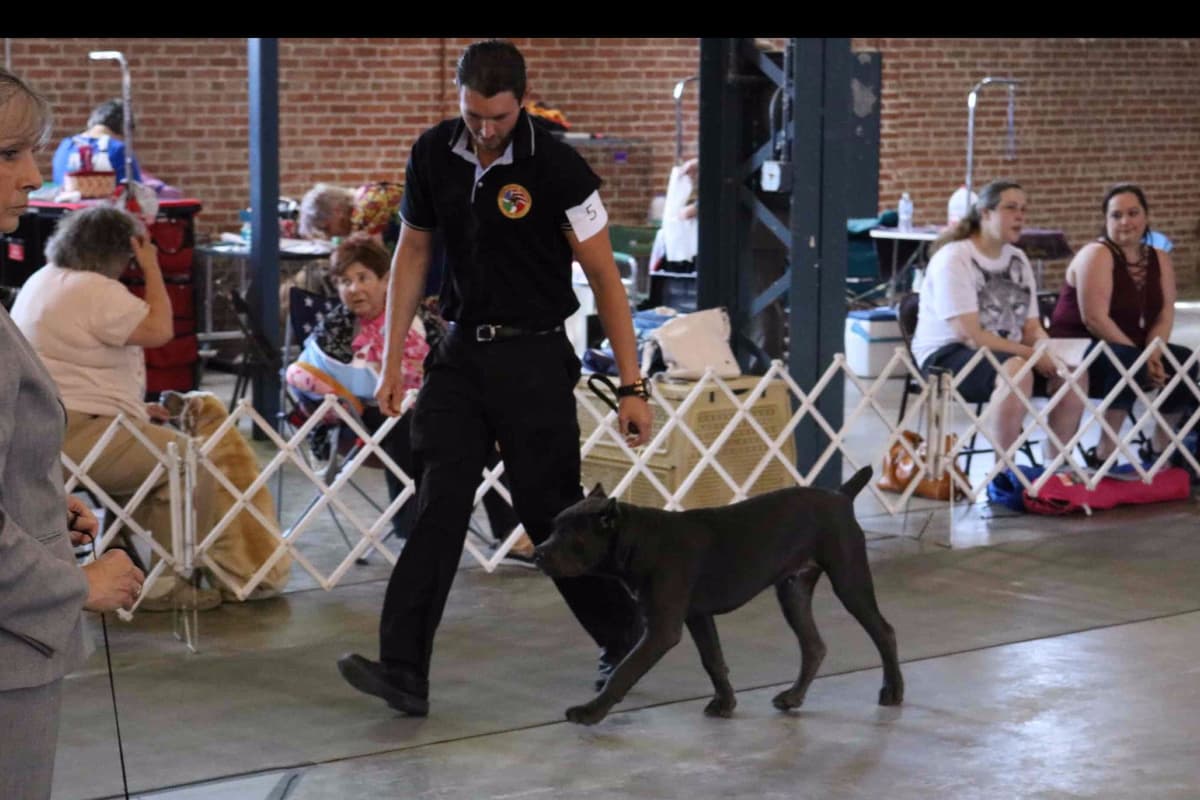 Huge Cane Corso pups breeder image 55