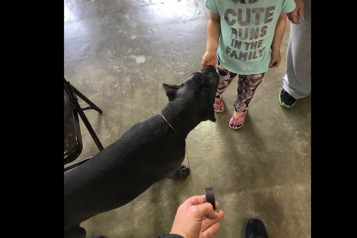 Huge Cane Corso pups breeder image 57