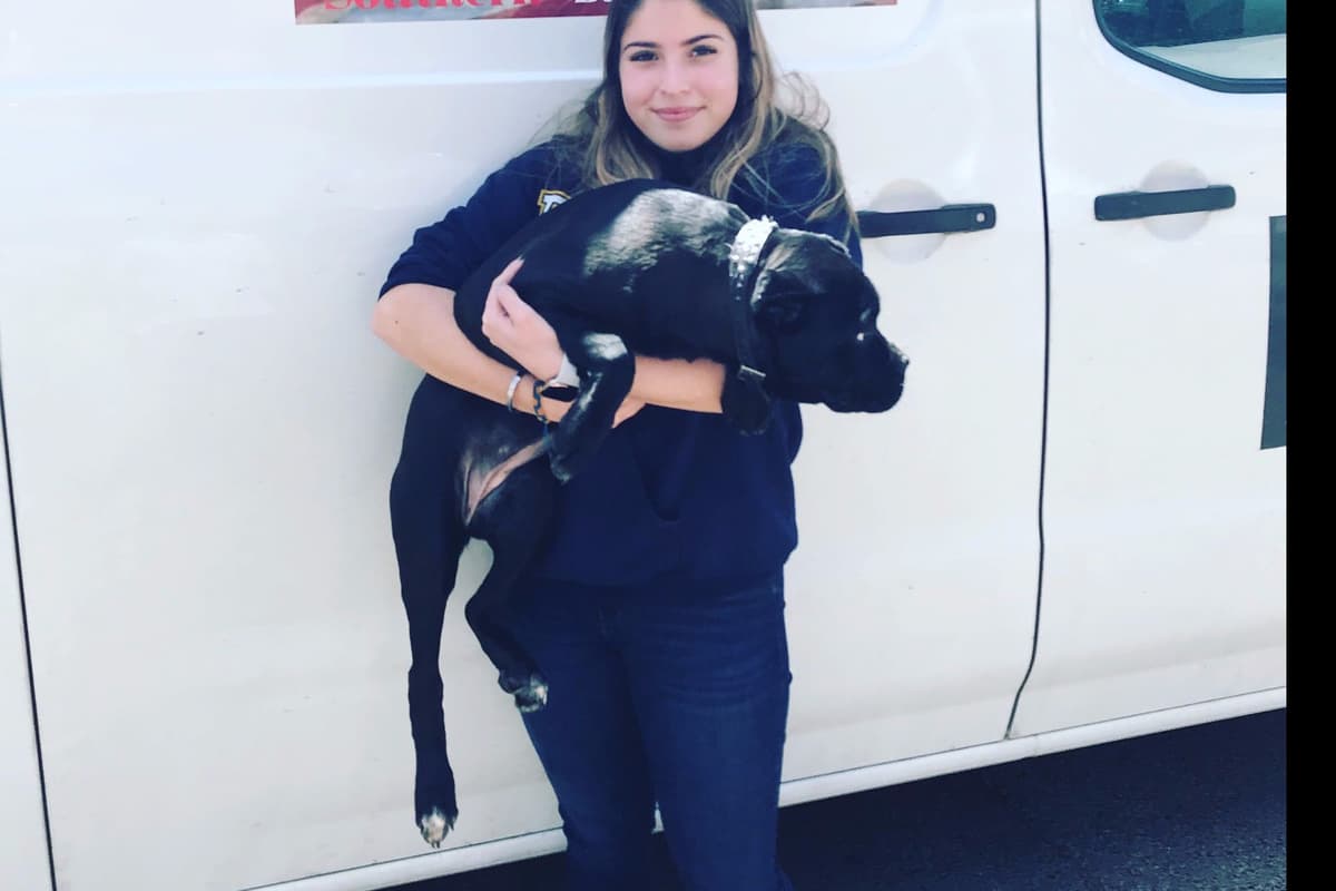 Huge Cane Corso pups breeder image 58
