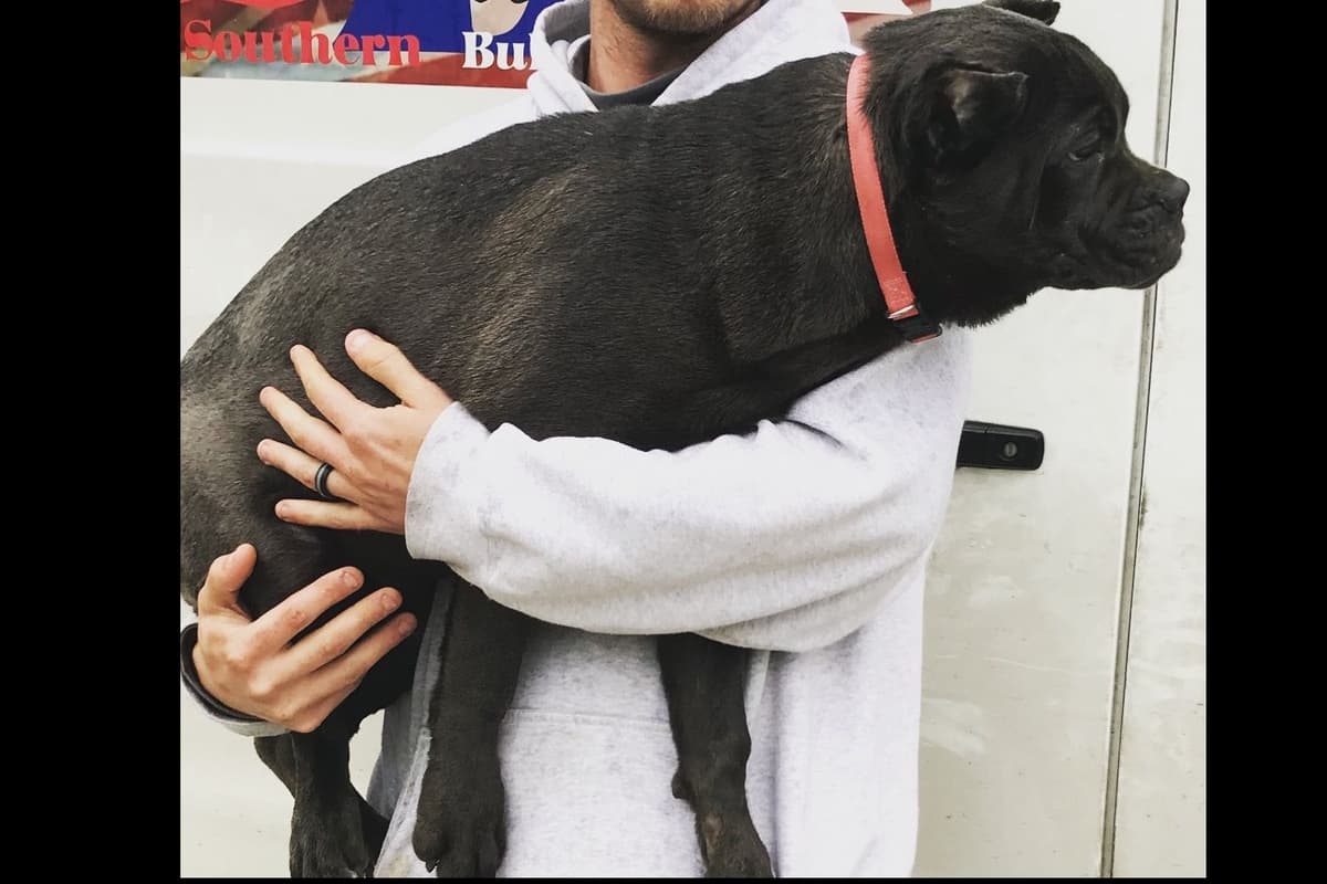 Huge Cane Corso pups breeder image 59