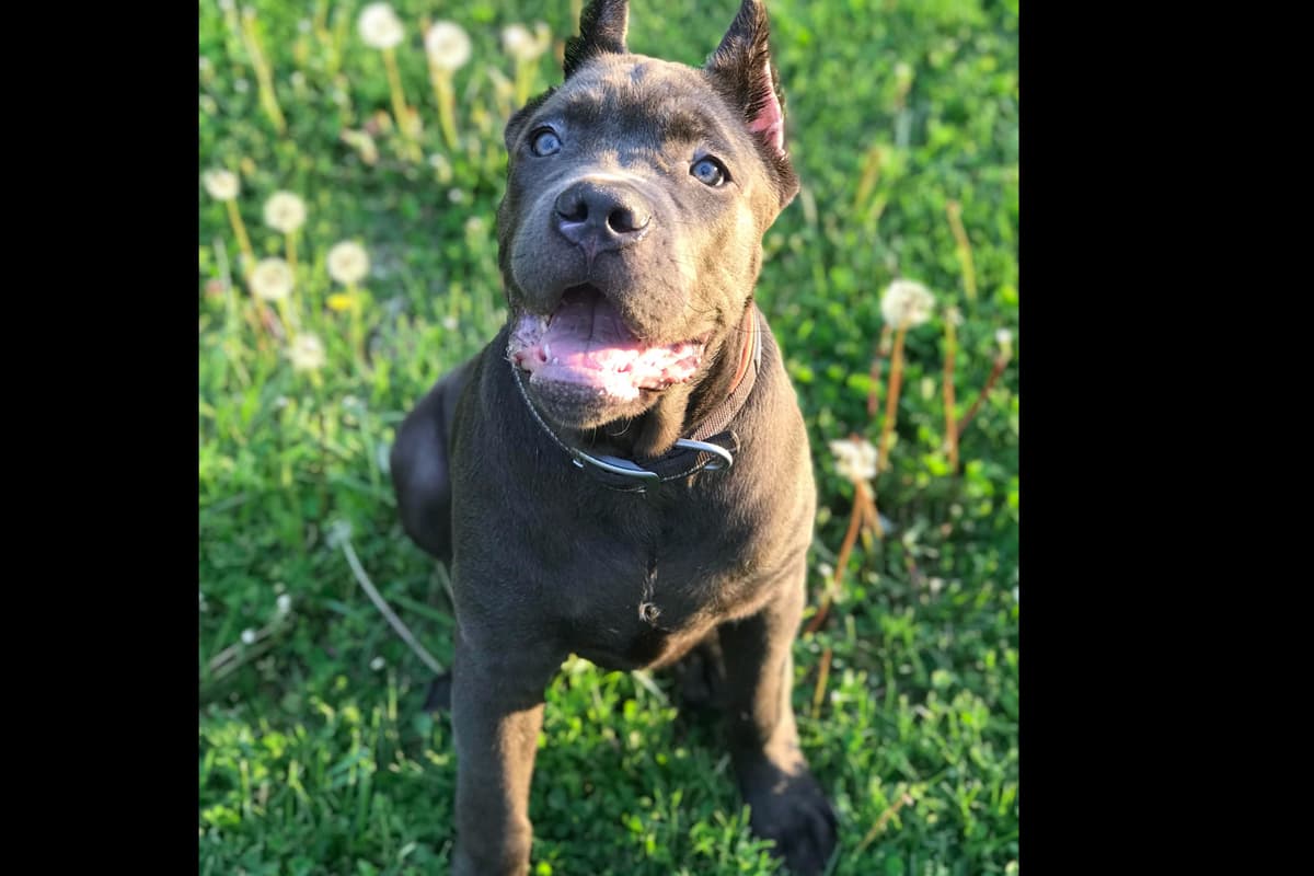 Huge Cane Corso pups breeder image 60