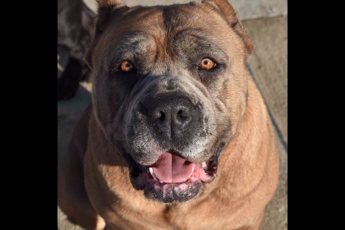 Huge Cane Corso pups breeder image 29