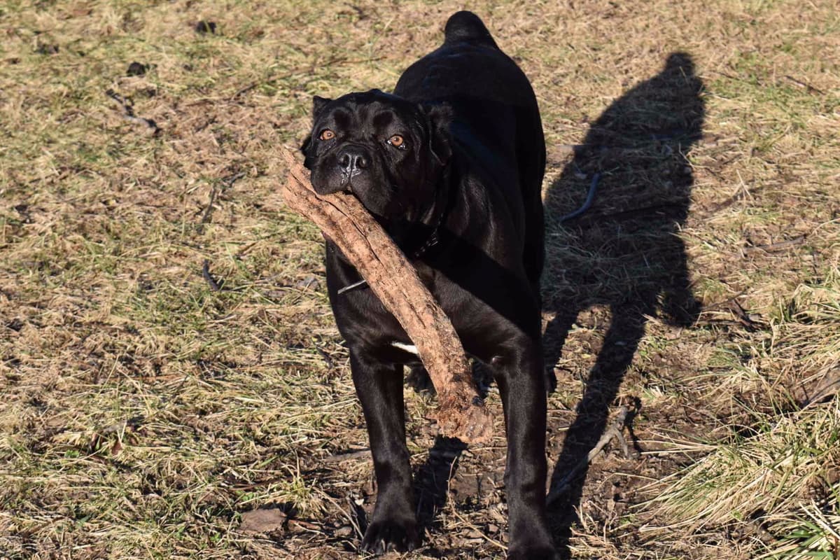Huge Cane Corso pups breeder image 31