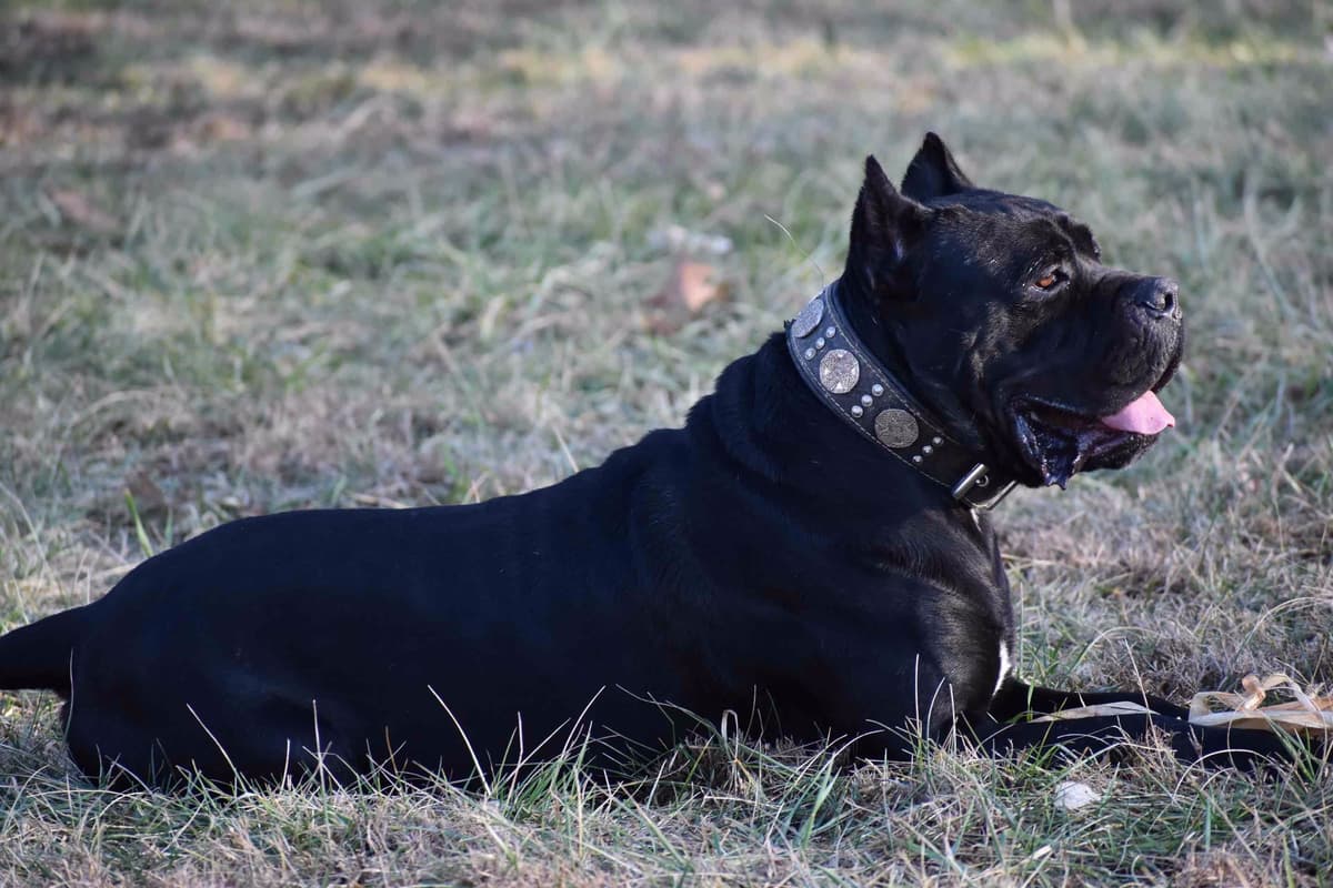 Huge Cane Corso pups breeder image 27