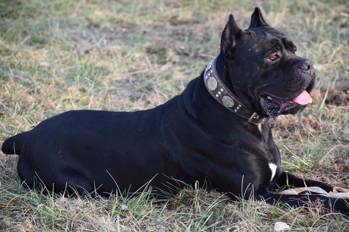 Huge Cane Corso pups breeder image 33