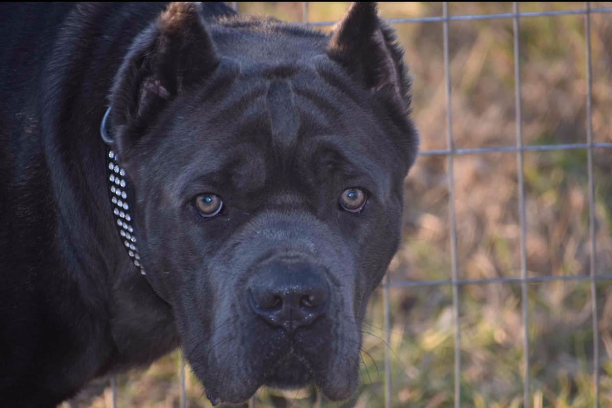 Huge Cane Corso pups breeder image 35