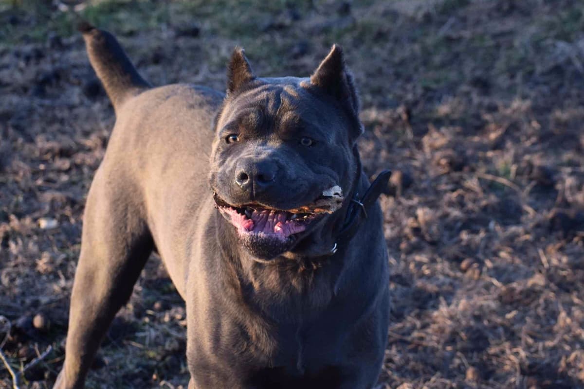 Huge Cane Corso pups breeder image 32