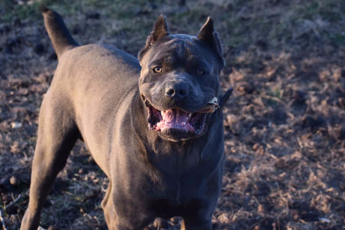 Huge Cane Corso pups breeder image 28