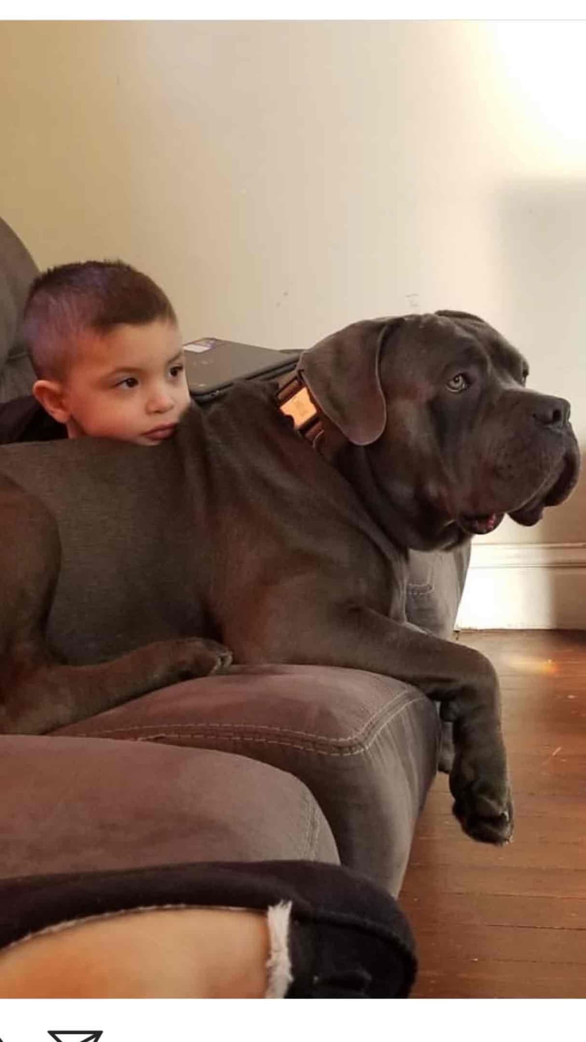 Huge Cane Corso pups breeder image 24