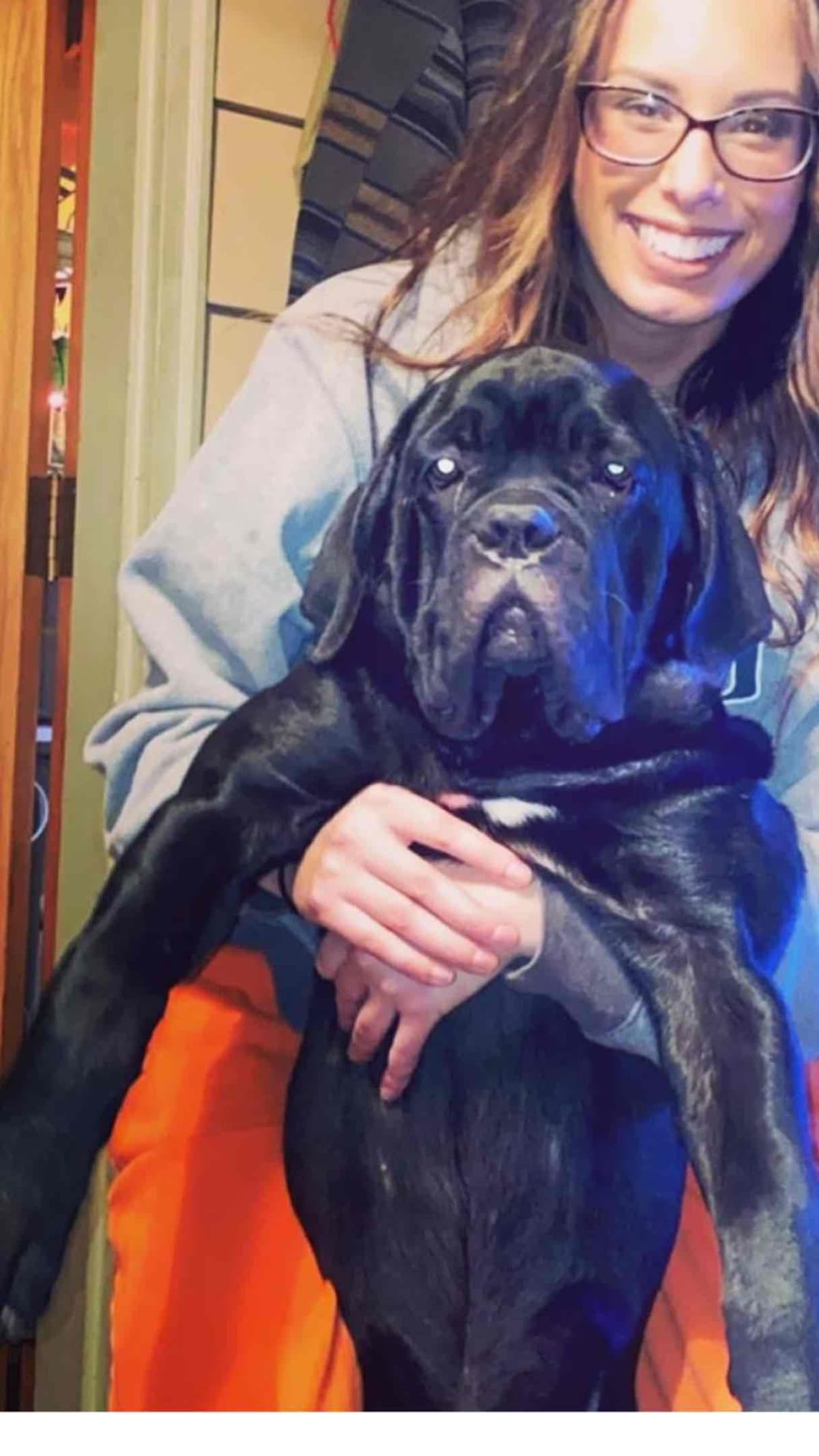 Huge Cane Corso pups breeder image 26