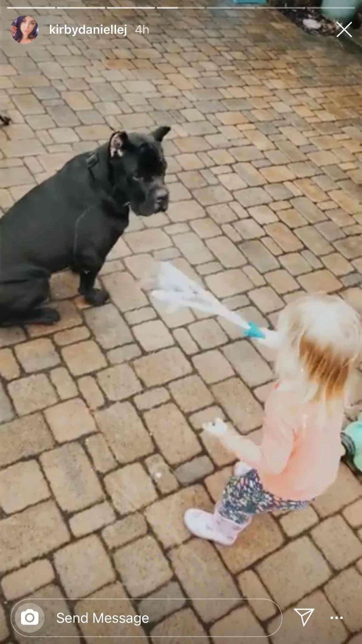 Huge Cane Corso pups breeder image 66
