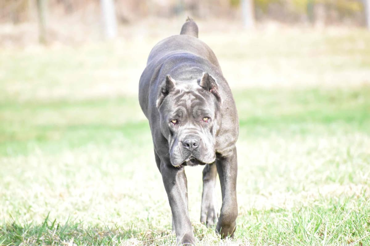 Huge Cane Corso pups breeder image 69