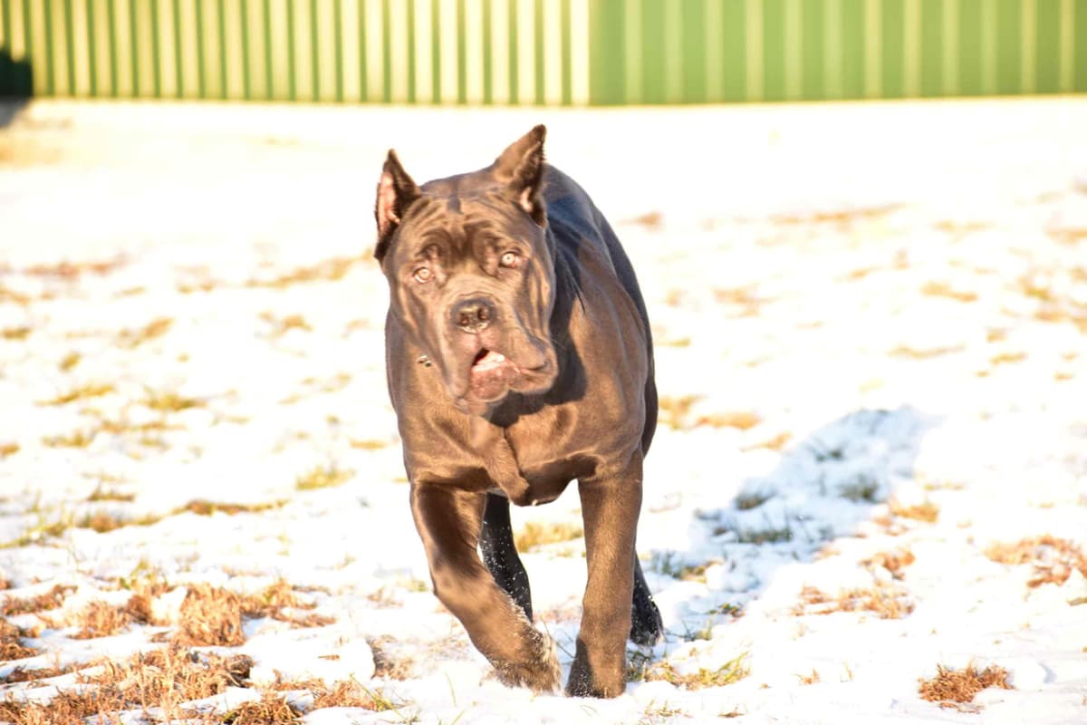Huge Cane Corso pups breeder image 70