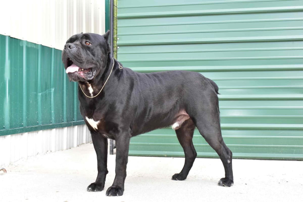 Huge Cane Corso pups breeder image 72