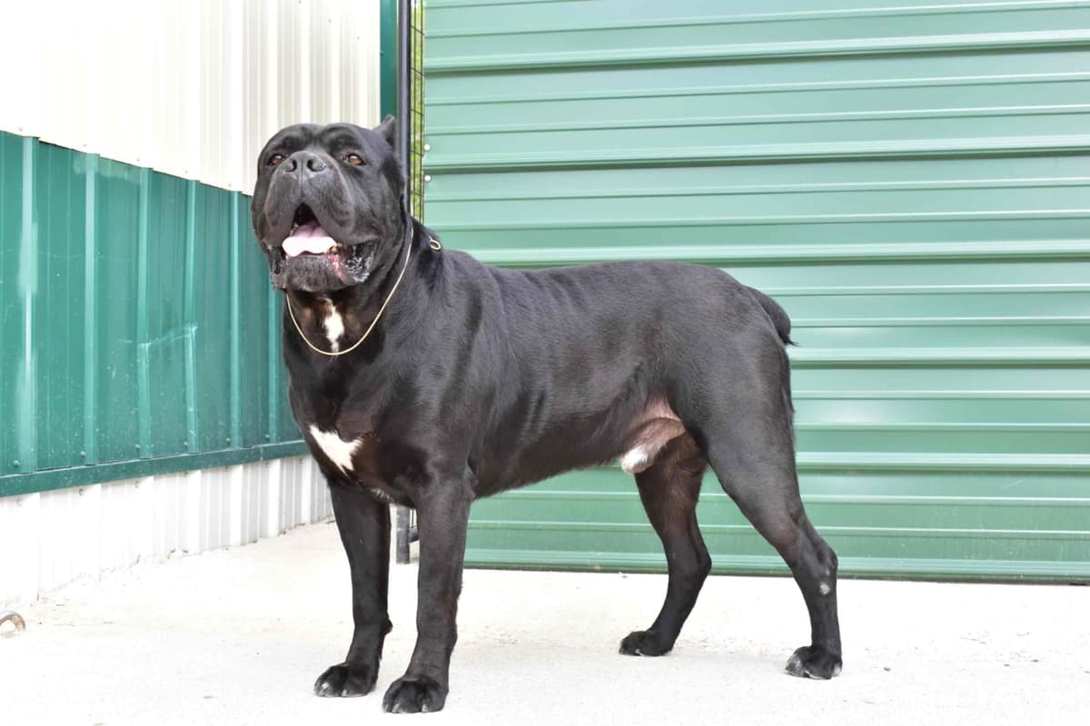 Huge Cane Corso pups breeder image 71
