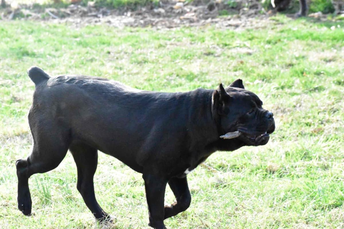 Huge Cane Corso pups breeder image 74