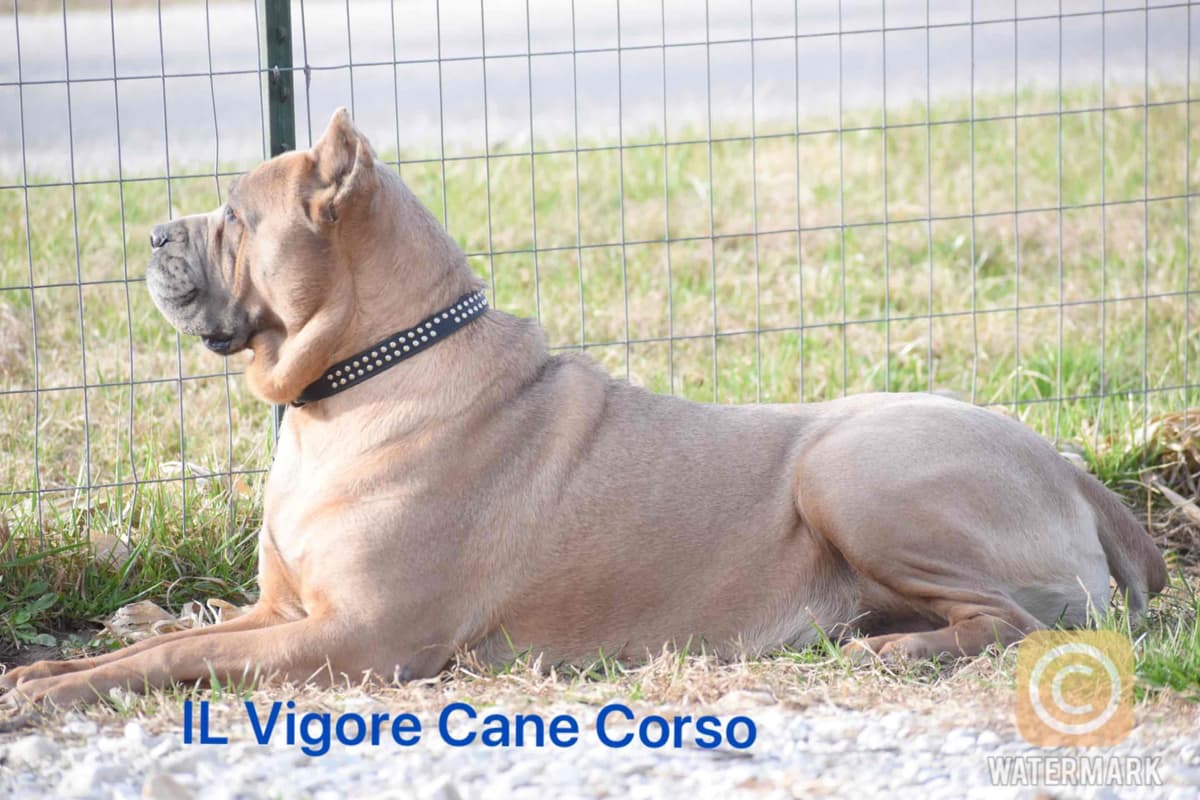 Huge Cane Corso pups breeder image 73