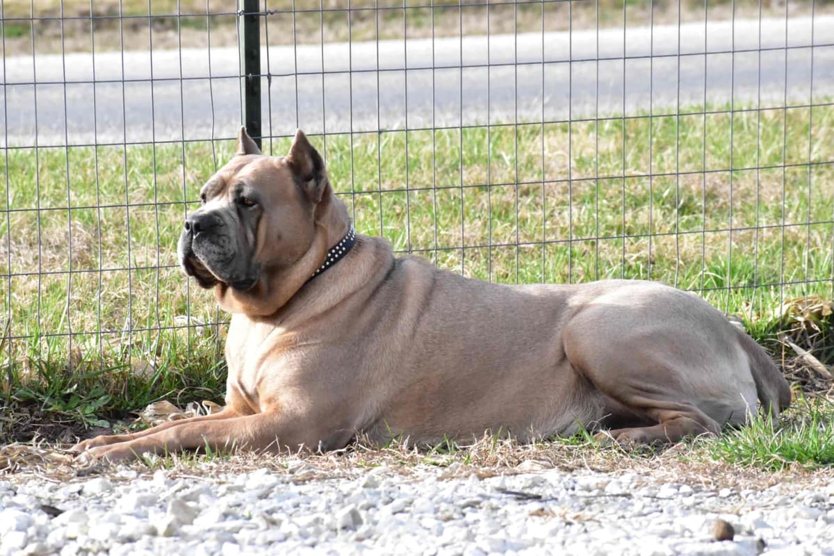 Huge Cane Corso pups breeder image 75