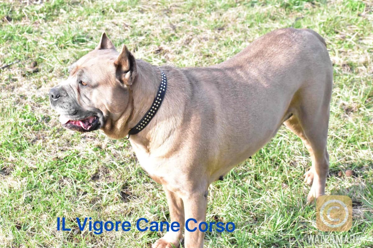 Huge Cane Corso pups breeder image 76