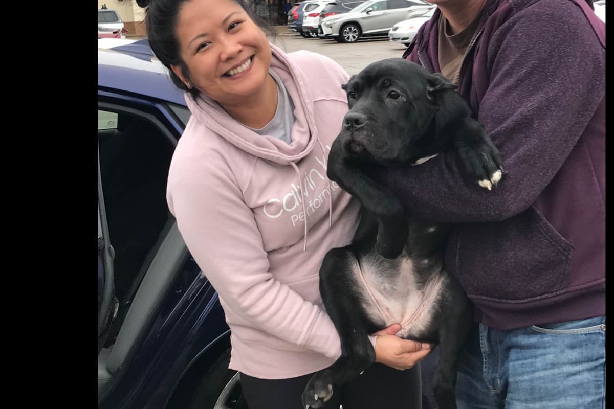 Huge Cane Corso pups breeder image 80
