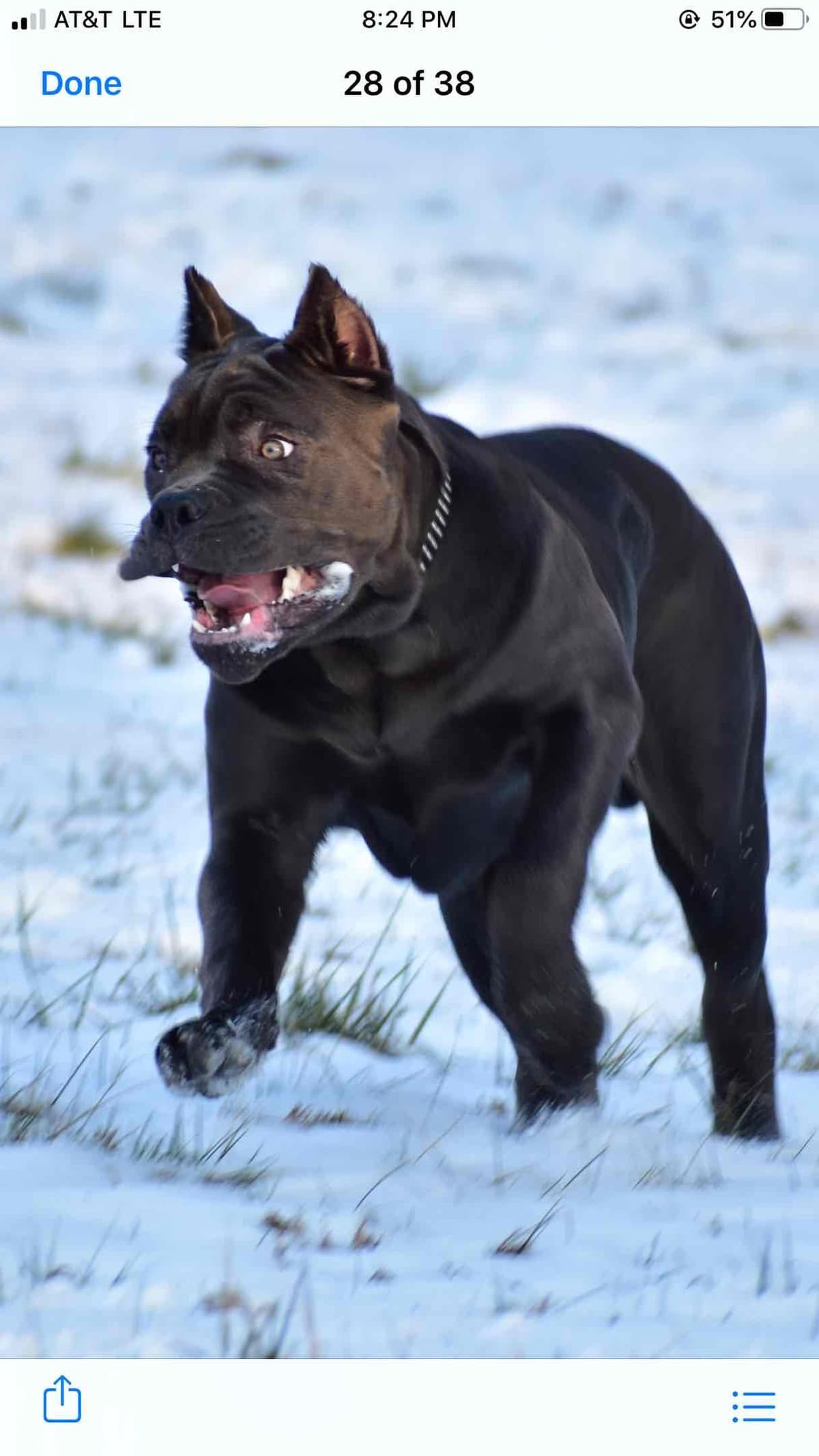 Huge Cane Corso pups breeder image 81