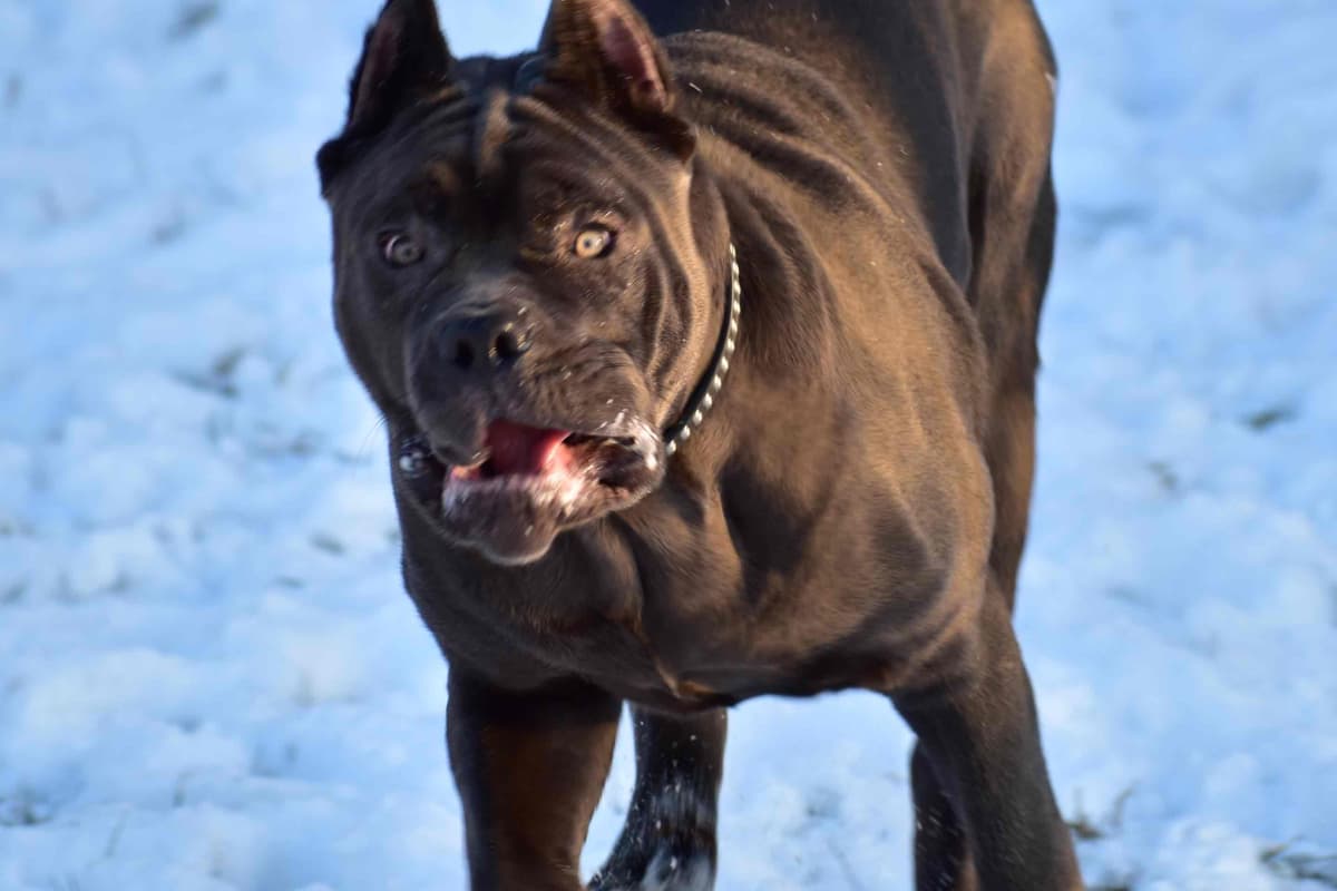 Huge Cane Corso pups breeder image 82