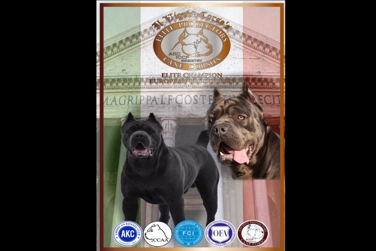 Huge Cane Corso pups breeder image 2
