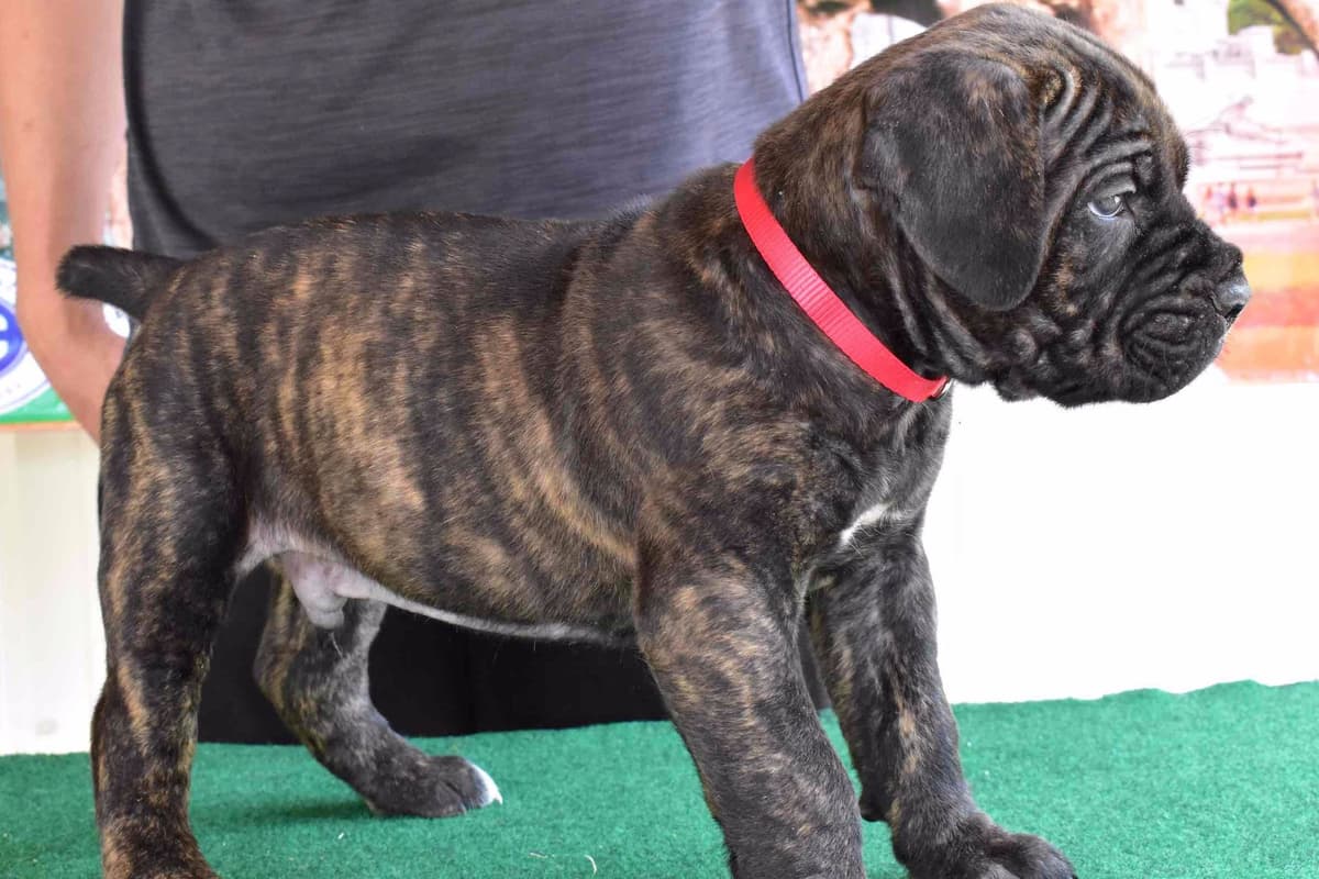 Huge Cane Corso pups breeder image 15