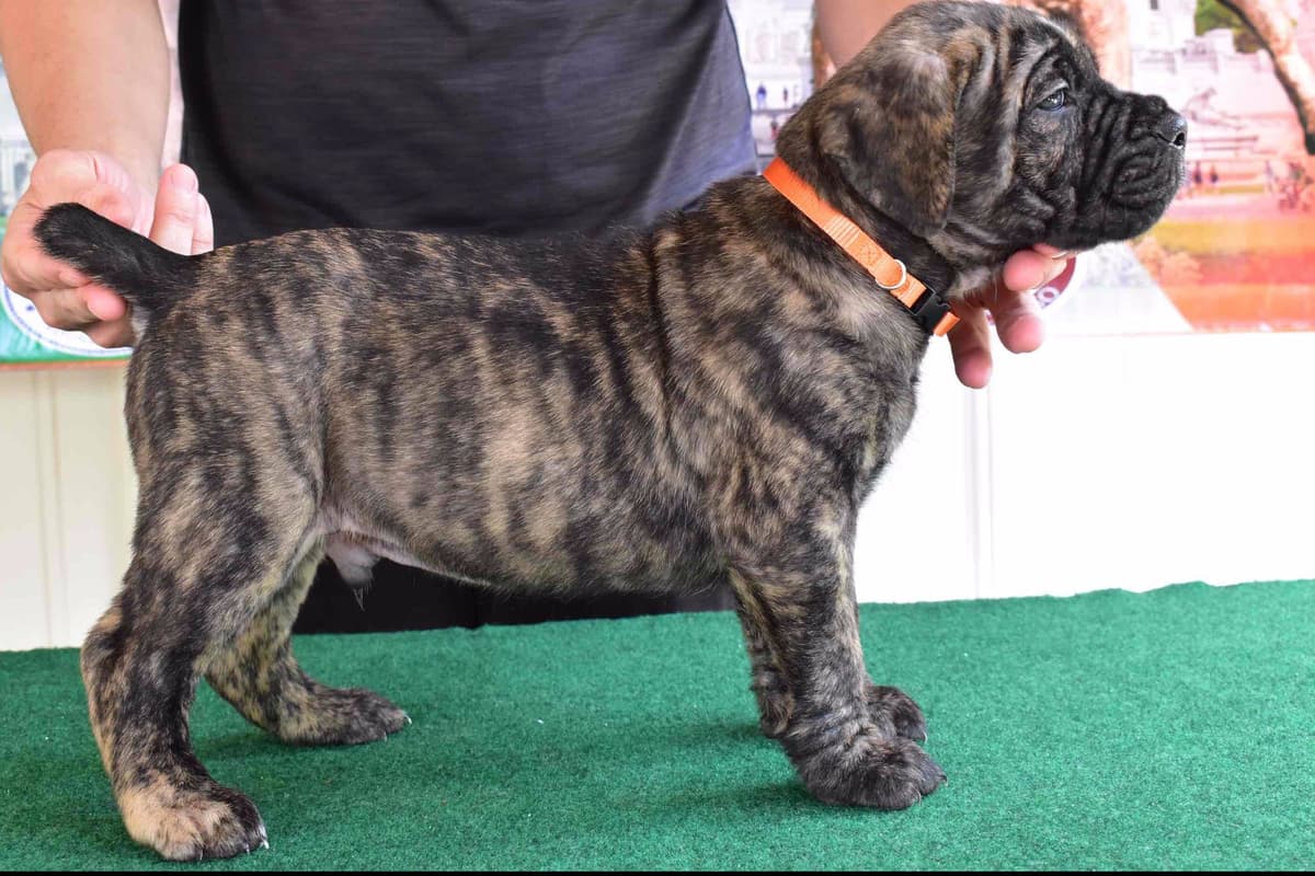 Huge Cane Corso pups breeder image 16