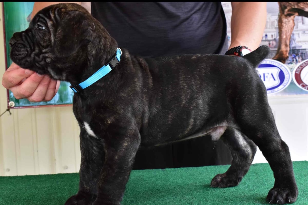 Huge Cane Corso pups breeder image 13