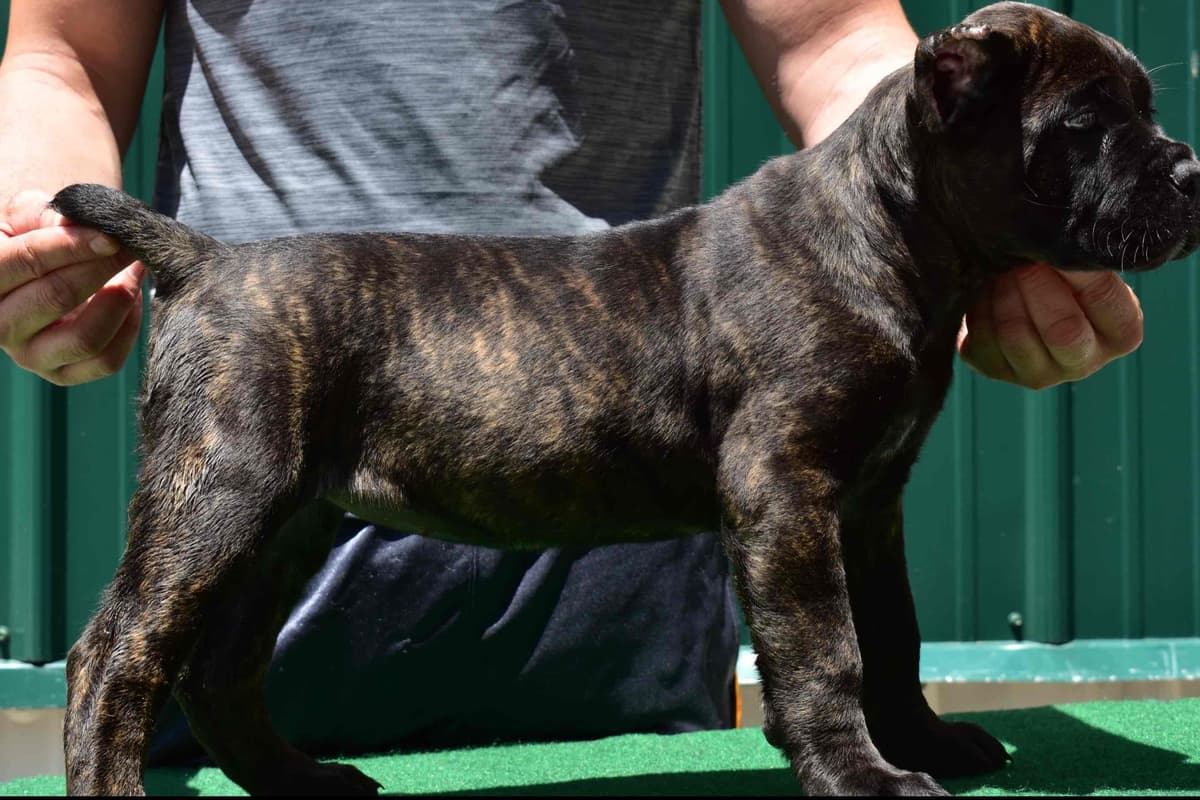 Huge Cane Corso pups breeder image 12