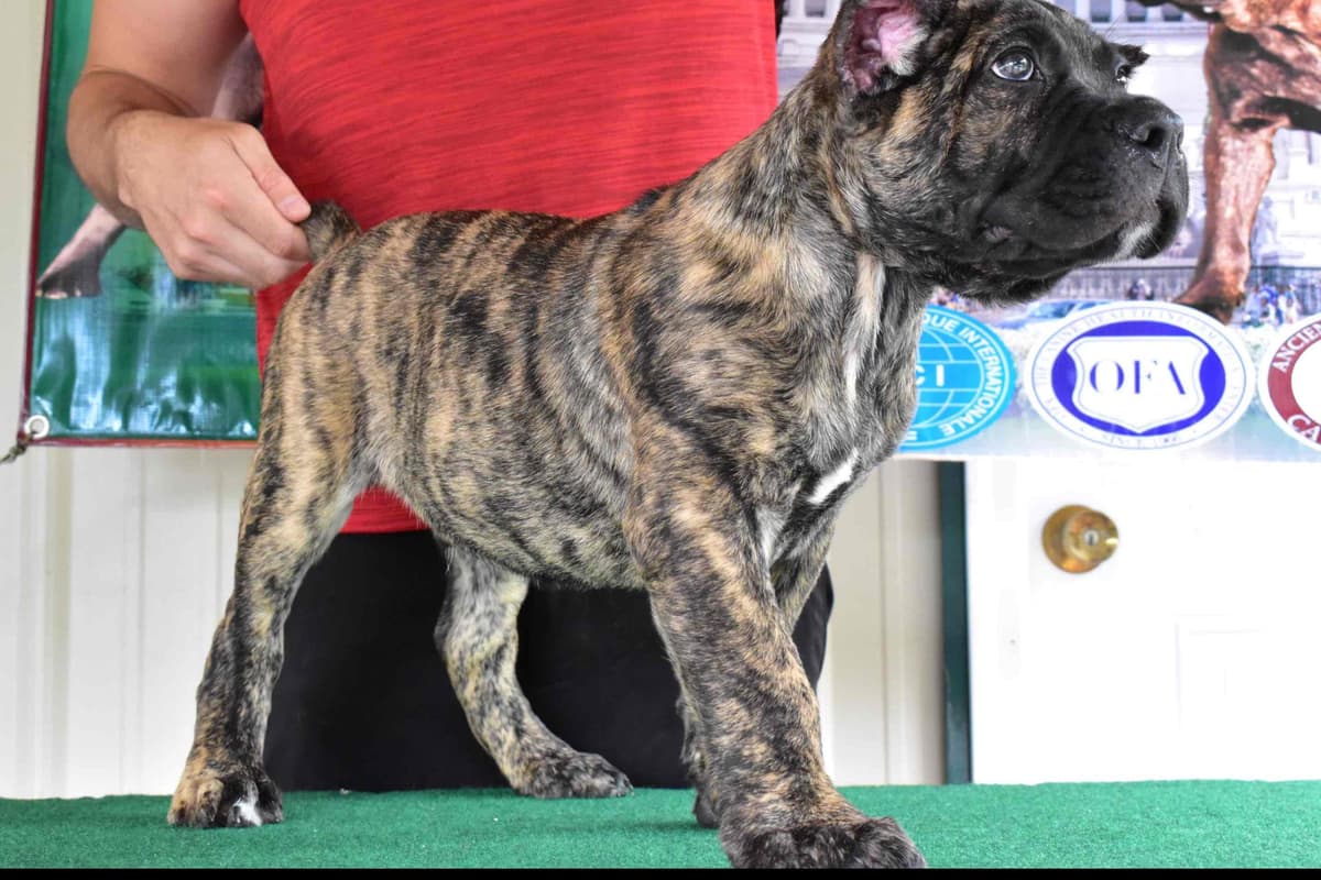 Huge Cane Corso pups breeder image 9