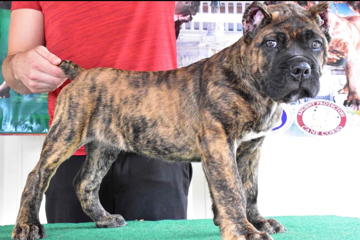 Huge Cane Corso pups breeder image 10
