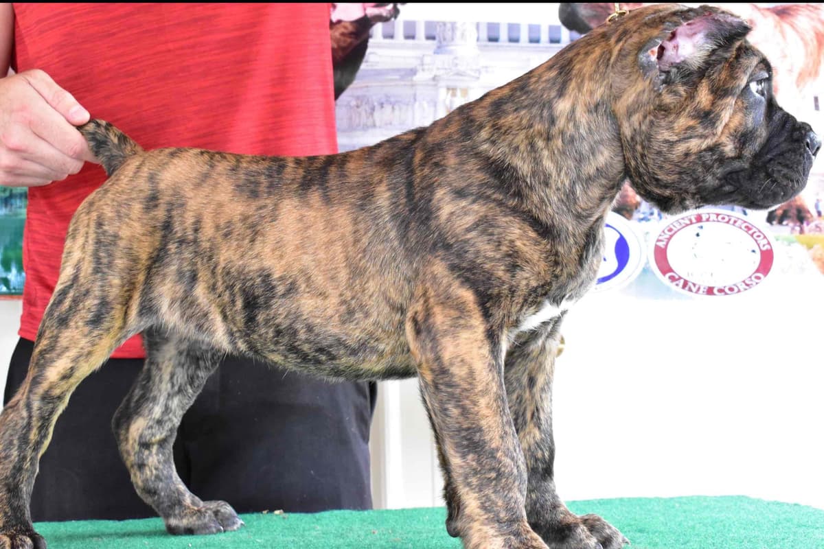 Huge Cane Corso pups breeder image 11