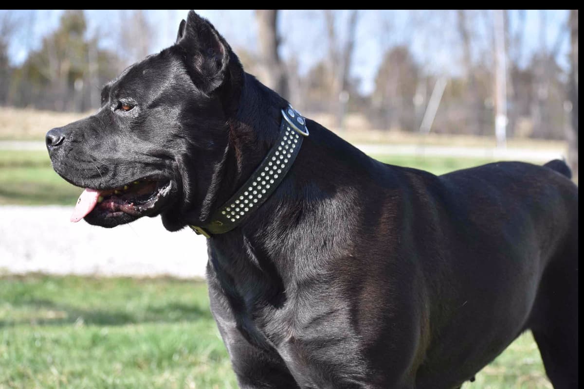 Huge Cane Corso pups breeder image 21
