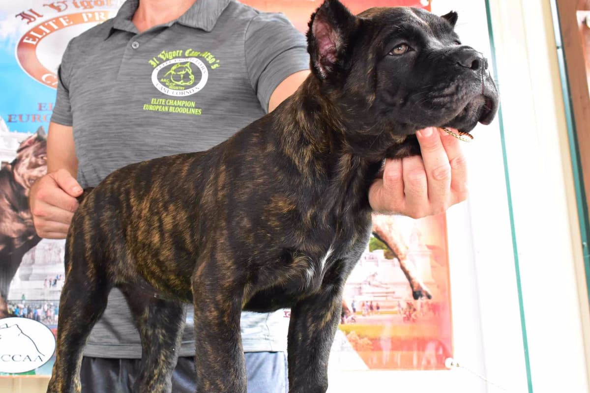 Huge Cane Corso pups breeder image 6