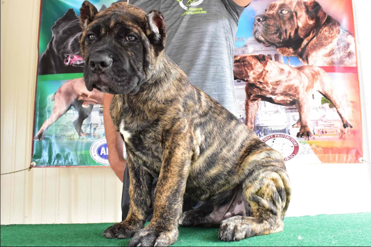 Huge Cane Corso pups breeder image 7