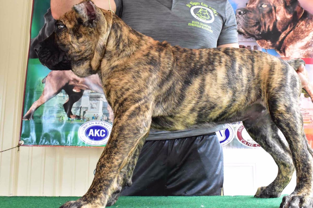 Huge Cane Corso pups breeder image 83
