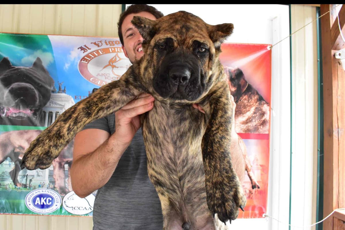 Huge Cane Corso pups breeder image 84