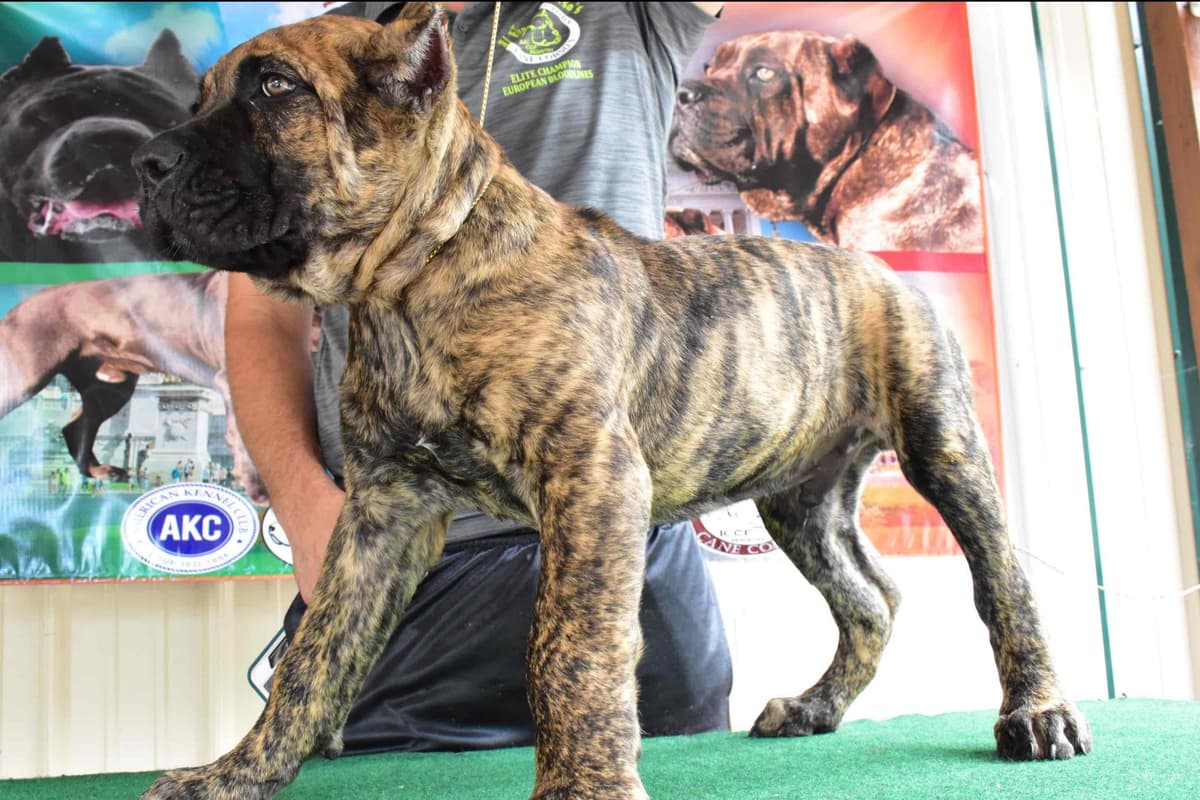 Huge Cane Corso pups breeder image 85