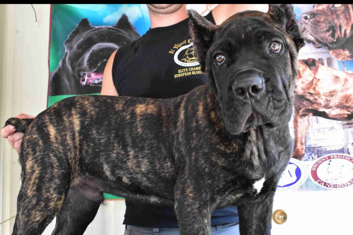 Huge Cane Corso pups breeder image 4