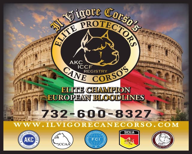 Huge Cane Corso pups media 2