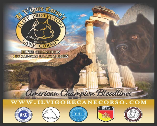 Huge Cane Corso pups media 4