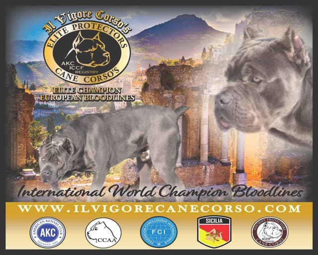 Huge Cane Corso pups media 7